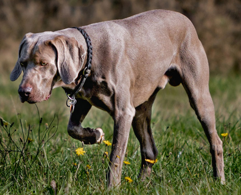 Jagdhundeschule und Hundeschule Susanne Lorenz